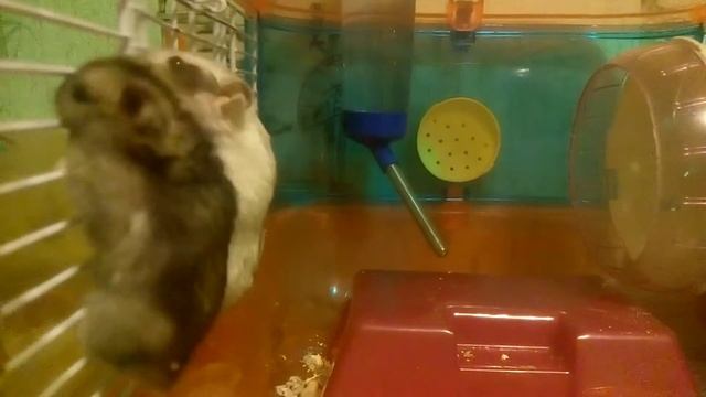 ДЖУНГАРСКИЕ ХОМЯКИ ХОМЯКОТЕРАПИЯ | Хомячуля: Secret Life Hamster - Pets