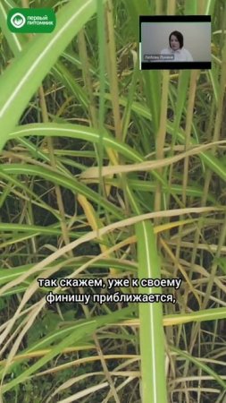 Влияет ли возраст мискантуса гигантского на  состав его биомассы