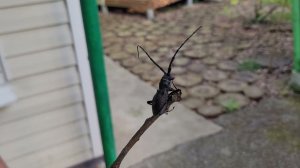 Гигантский жук в Сочи / Insectos gigantes en Rusia