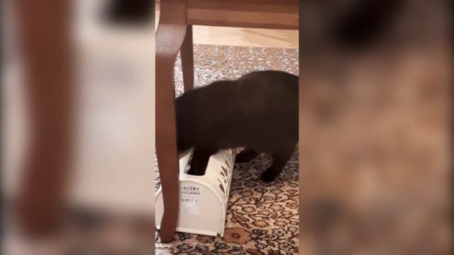 Кошка британка не просто познаёт мир игрушек.Развивает кошачий интеллект )))