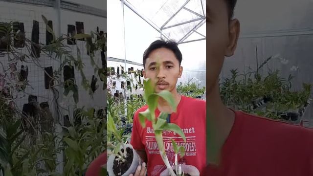 Dendrobium Caesar Red Murah | 081919911857 смотреть онлайн