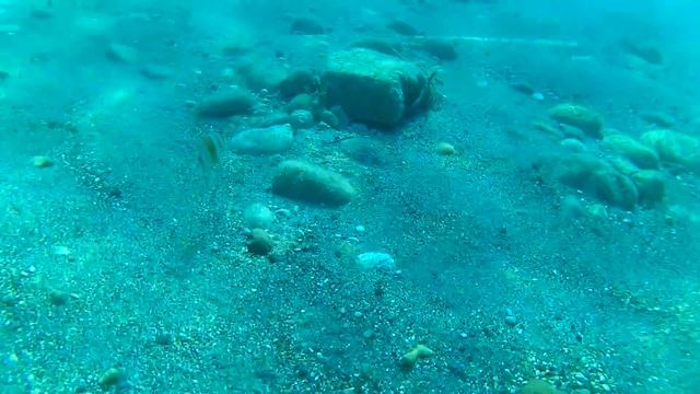 полосатая рыбка смотреть онлайн