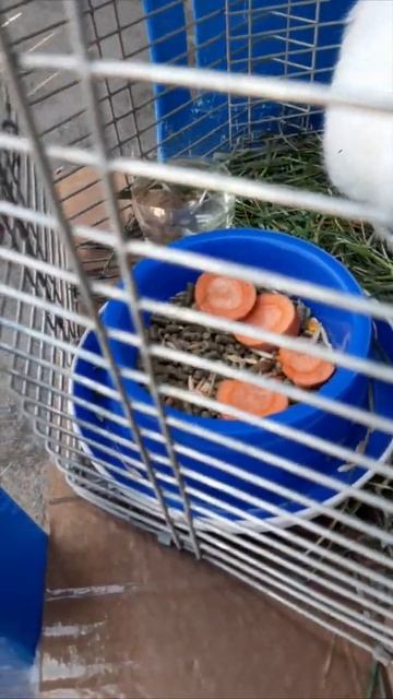 Мой кролик❤❤❤ смотреть онлайн