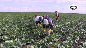 Уборка ранней капусты и заготовка сенажа. 20.07.2020