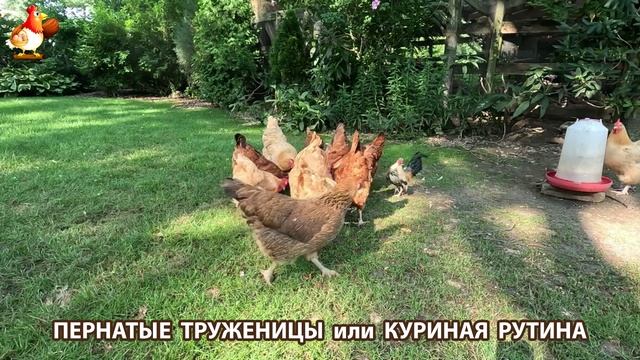 Куры несушки свободного выгула и их обычная куриная рутина – эпизод (171)
