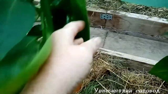 Лучший перец в этом сезоне, проверено👍
