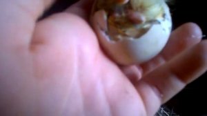 Поздний вывод индоутят начался!Под 2мя мускусными утками/поздние утята.