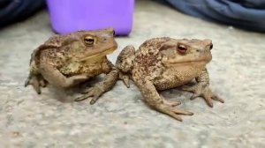 красавчики