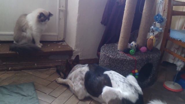 Брунька заигрывает с Тышкой