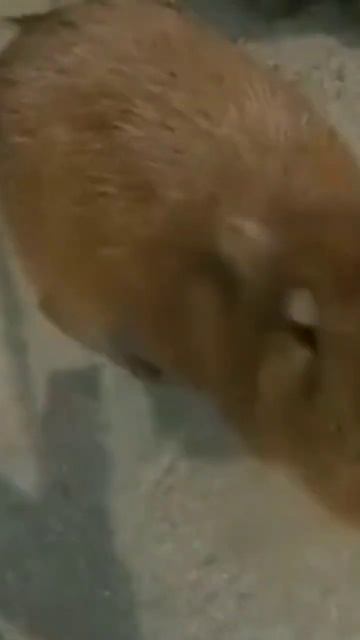 Капибары едят Тыкву смотреть онлайн