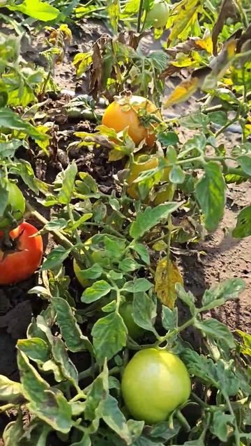 Помидоры 🍅  в огороде.#огород #помидоры #природамать