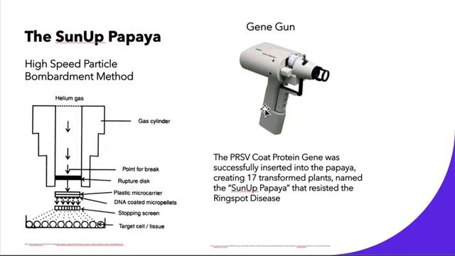GMO: "Rainbow" Papaya смотреть онлайн