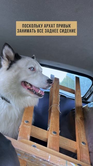 Пес в шоке short #shorts смотреть онлайн