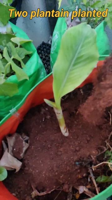 Two plantain plants planted today in our terraced garden#shorts смотреть онлайн