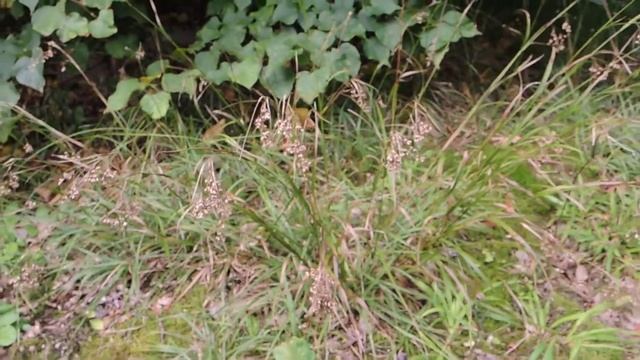 Luzula luzuloides 200814 смотреть онлайн