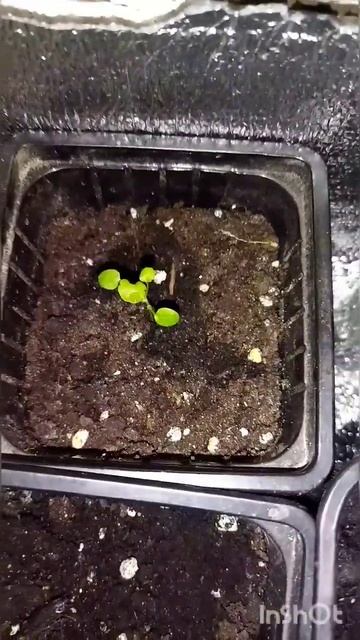 моя рассада Виолы 29.01.2023 #виола смотреть онлайн