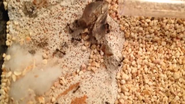Messor cf. meridionale feeding on moth смотреть онлайн