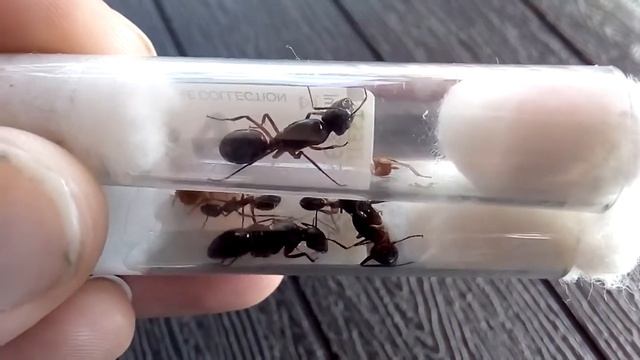 Camponotus fellah (Israel) vs Camponotus xerxes (Israel) 30.01.2021 смотреть онлайн