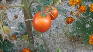 TOMATE : Saint Pierre