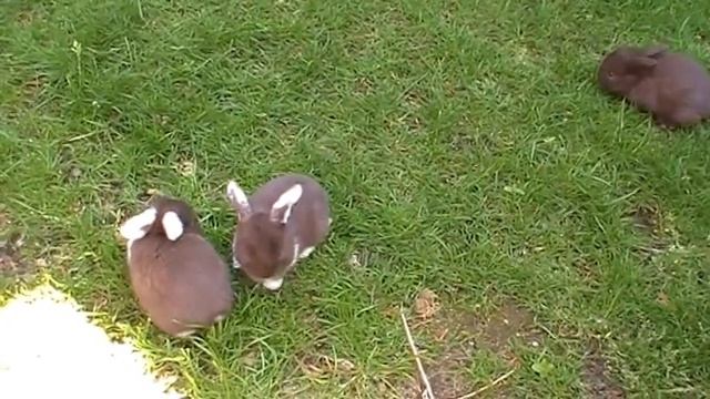 B nest NHD 6-6-2015 смотреть онлайн