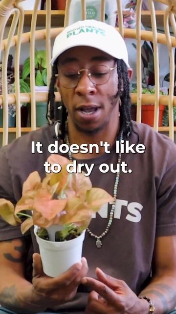 💕Syngonium Houseplant Care Tips🌿 #houseplants #plants #homedecor #nature #garden смотреть онлайн