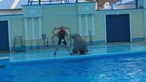 дельфинарий небуга