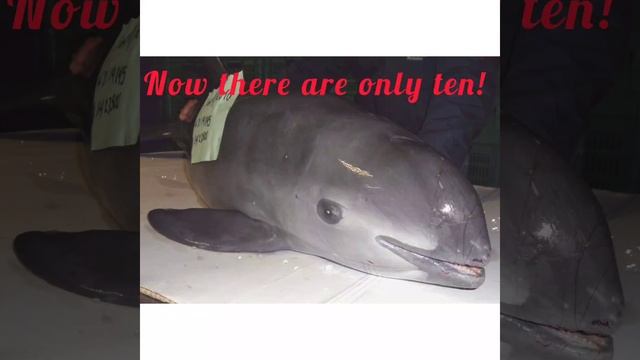 Goodbye to the vaquitas