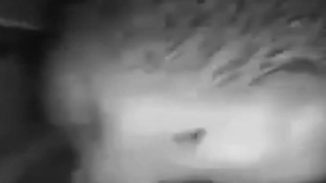 Ёжик чихнул и женщина тоже смотреть онлайн