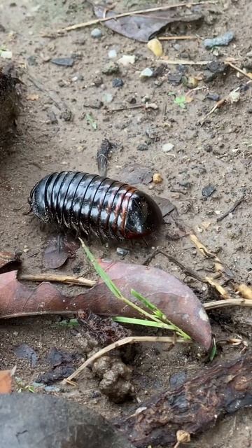 millipede | strange Millipede | millipede part 11 смотреть онлайн