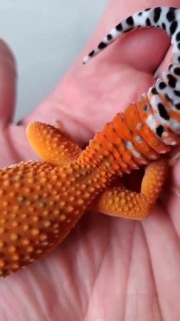 Geeky Gecko Creations Tangerine Leopard Gecko #shorts