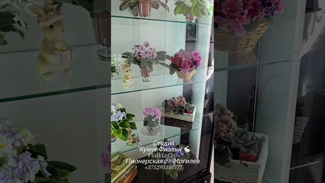 🐇🏫Мы ждём гостей в нашей студии "Кухня Фиалки" - рекордное количество прекрасных растений - фиалок