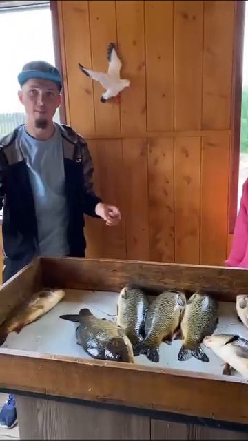 Видео отчет о рыбалке от наших гостей,которые впервые на @РК «Чайка».Всем НХНЧ! смотреть онлайн