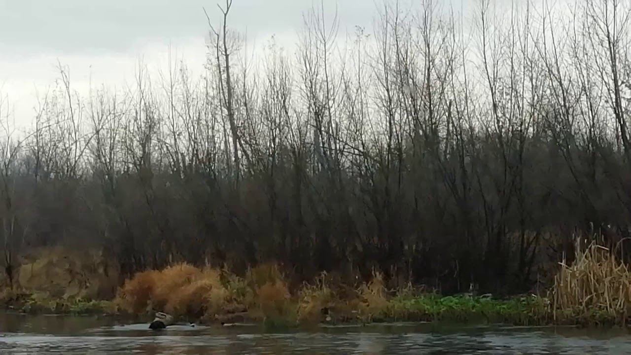 Утренняя прогулка. Утиное семейство смотреть онлайн