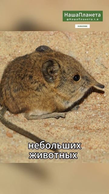 Топ умных хищников №2 #факты #животные #шортс #shorts смотреть онлайн