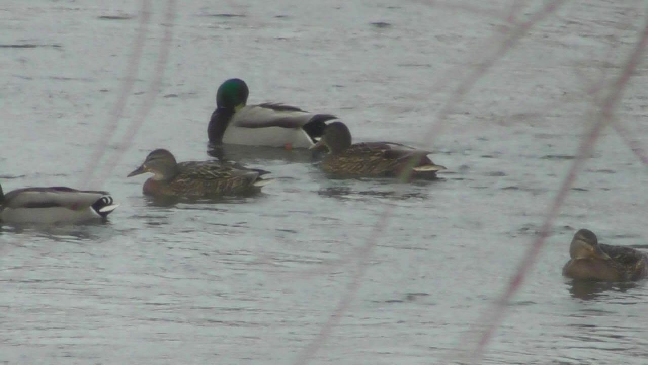 А из нашего окна речка-Ашкадар видна ))) смотреть онлайн