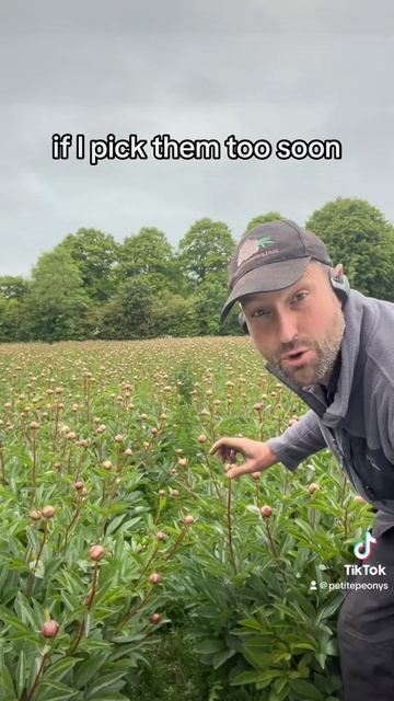 Growing Peonies is a little bit like cooking chickenPick it to soon. It’s gonna make you sick.