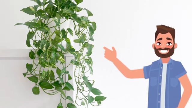 Which plant should be kept in kitchen | Low light hanging plants