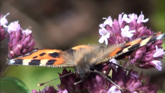 Small Tortoiseshell (Aglais urticae L.) смотреть онлайн