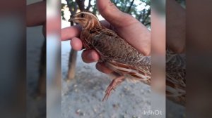 бедана мастек зорларидан макиён