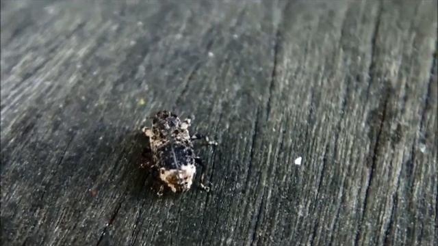 Cryptorhynchus lapathi смотреть онлайн