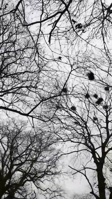 #nature walk #shorts getting ready for spring #birds nest never seen many #shorts смотреть онлайн