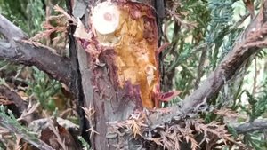 Радужная кипарисовая златка. Весеннее напоминание.