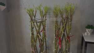 Пальма из Ивы прирост за 10 дней. Инструкция по плетению в соседнем видео.