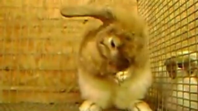 bunny bath смотреть онлайн