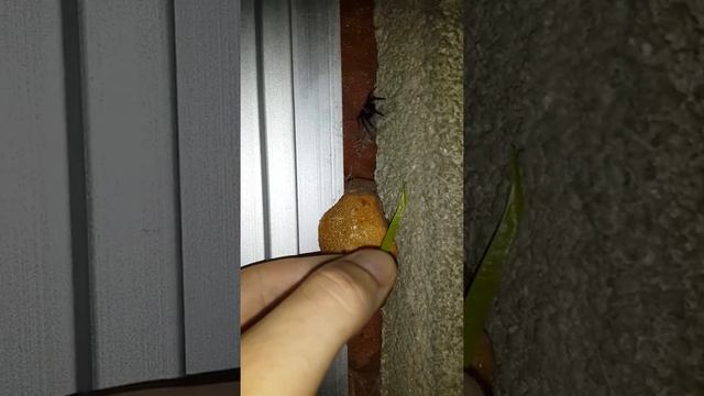 Segestria florentina смотреть онлайн