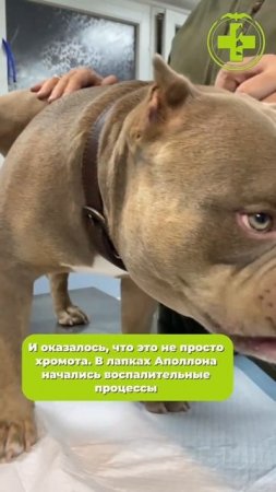 Сладкая булочка на приеме