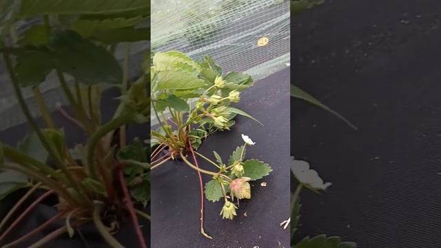 земляника сорт Александра смотреть онлайн