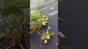 земляника сорт Александра