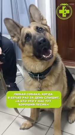 Мухтар заслужил ваш лайк