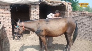 donkey mating 6| horse mating | horse breeding | donkey breeding | horses mating numberdar life vlo